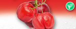 Acerola Cherry